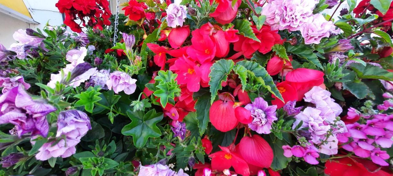 Bed & Breakfast Dolphins Bournemouth