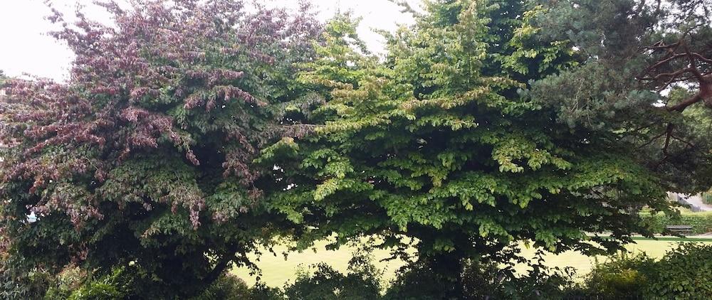 Ingledene 2* Bournemouth