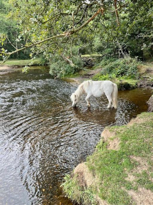 With Garden, Close To New Forest *