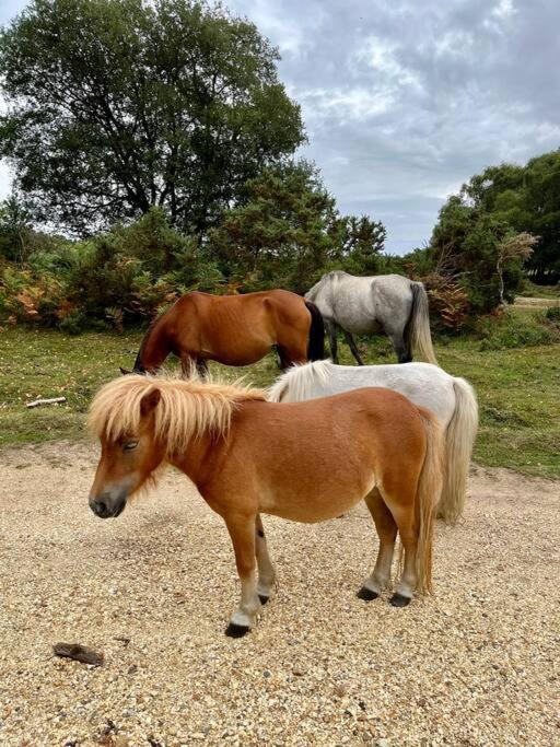 Holiday home With Garden, Close To New Forest